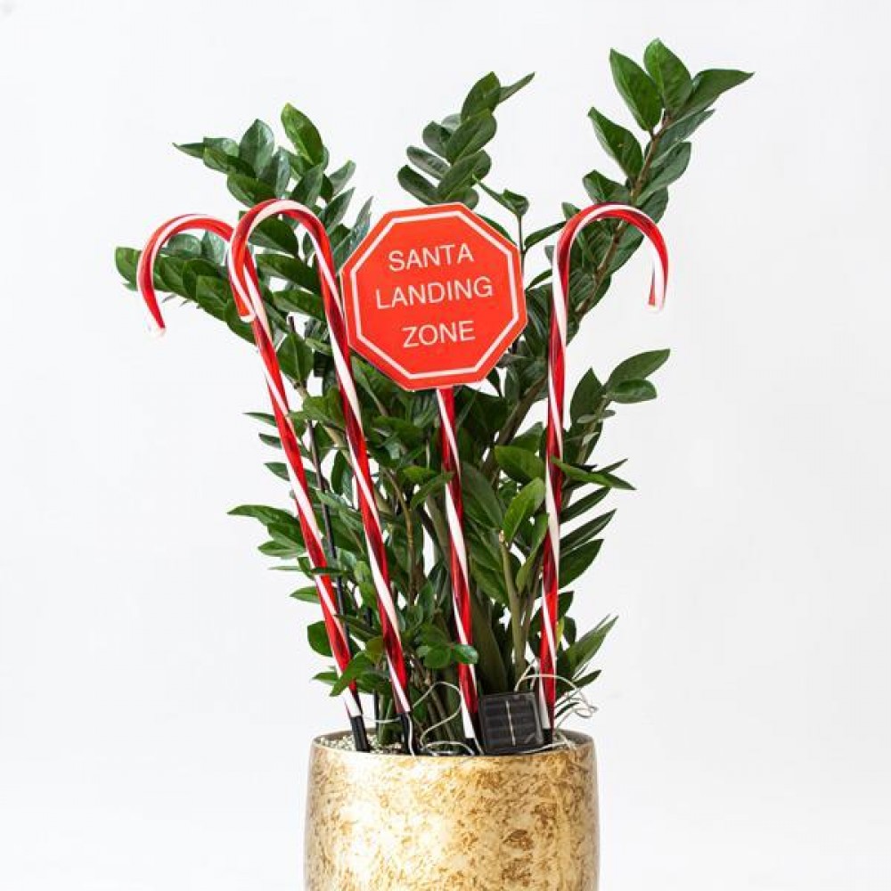 ΣΕΙΡΑ ΠΛΑΣΤΙΚΑ ΓΛΕΙΦΙΤΖΟΥΡΙΑ 70cm, ΚΟΚΚΙΝΑ, 40 ΘΕΡΜΑ ΛΕΥΚΑ LED, ΜΕ ΠΡΟΓΡΑΜΜΑ, ΜΕ ΜΕΤΑΣΧΗΜΑΤΙΣΤΗ, 4 ΤΕΜΑΧΙΑ, ΑΝΑ 50cm, IP44 Magic Christmas