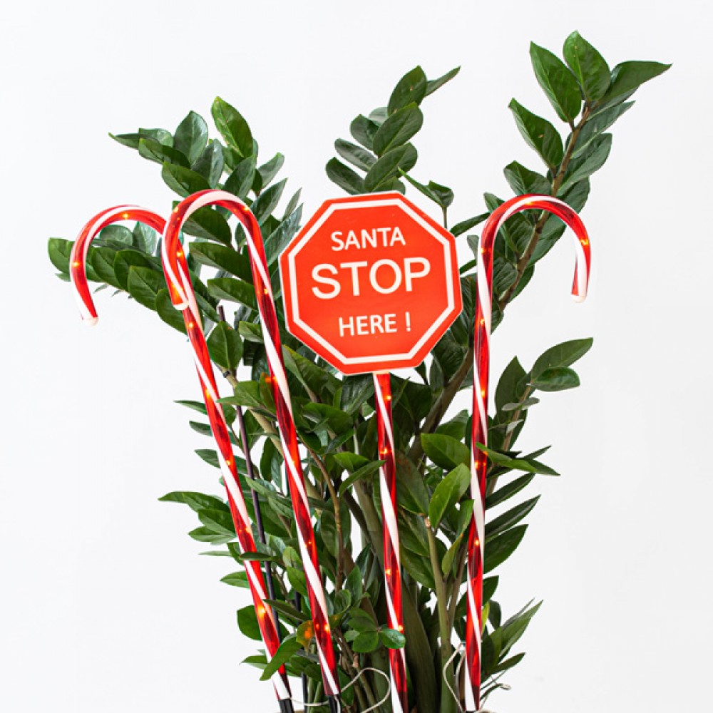 ΣΕΙΡΑ ΠΛΑΣΤΙΚΑ ΓΛΕΙΦΙΤΖΟΥΡΙΑ 70cm, ΚΟΚΚΙΝΑ, 40 ΘΕΡΜΑ ΛΕΥΚΑ LED, ΜΕ ΠΡΟΓΡΑΜΜΑ, ΜΕ ΜΕΤΑΣΧΗΜΑΤΙΣΤΗ, 4 ΤΕΜΑΧΙΑ, ΑΝΑ 50cm, IP44 Magic Christmas