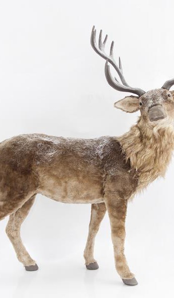 Διακοσμητικά ζώα και φύση