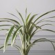 Τεχνητό Φυτό Δράκαινα 60 εκ.