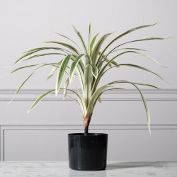 Τεχνητό Φυτό Δράκαινα 60 εκ.