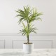 Τεχνητό Φυτό Δράκαινα White Jewel 70 εκ