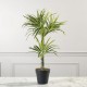 Τεχνητό Φυτό Δράκαινα White Jewel 70 εκ