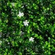 Τεχνητή Φυλλωσιά Γιασεμί 50Χ50 εκ.