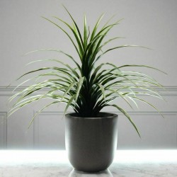 ΤΕΧΝΗΤΟ ΦΥΤΟ ΝΟΛΙΝΑ 70 ΕΚ.