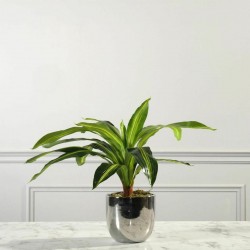 ΤΕΧΝΗΤΟ ΦΥΤΟ ΔΡΑΚΑΙΝΑ FRAGRANS 40 ΕΚ.